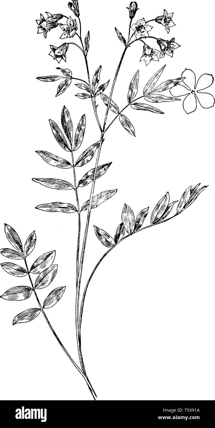 Griechische Baldrian ist ein gemeinsamer Name für mehrere Pflanzen. Es wächst 50 cm (20 in) hoch, mit gefiederten Blättern bis zu 20 cm (8 in) lang mit 5- Stock Vektor