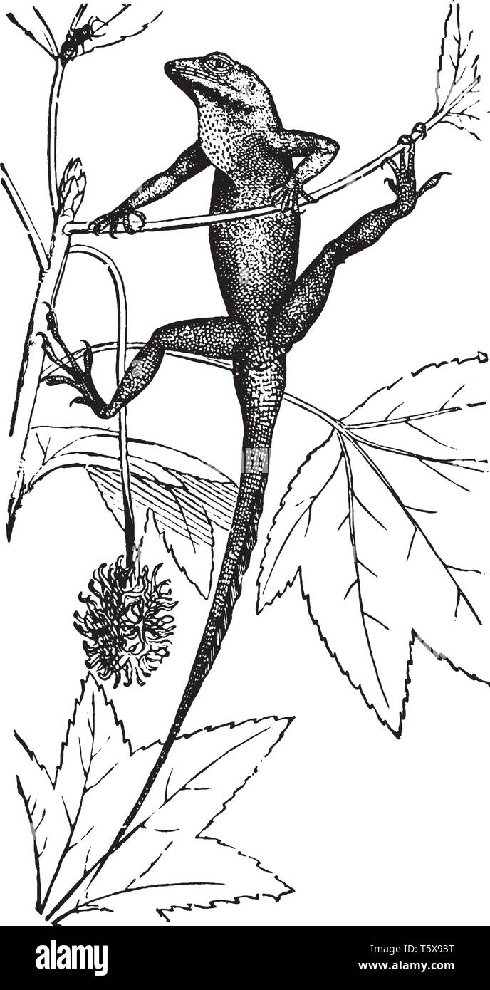 Echsen sind eine weit verbreitete Gruppe von squamate Reptilien mit über 6000 Arten, vintage Strichzeichnung oder Gravur Abbildung. Stock Vektor