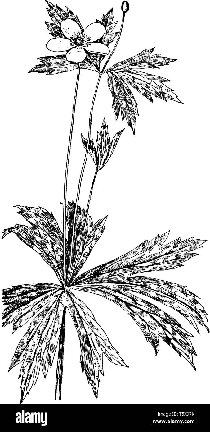 Helle, weiße Blumen wachsen auf dieser Anlage, Blüten dieser Pflanze sind Round-headed, Blüte dieser Pflanze blühen im Frühling sind, Vintage Linie zeichnen Stock Vektor