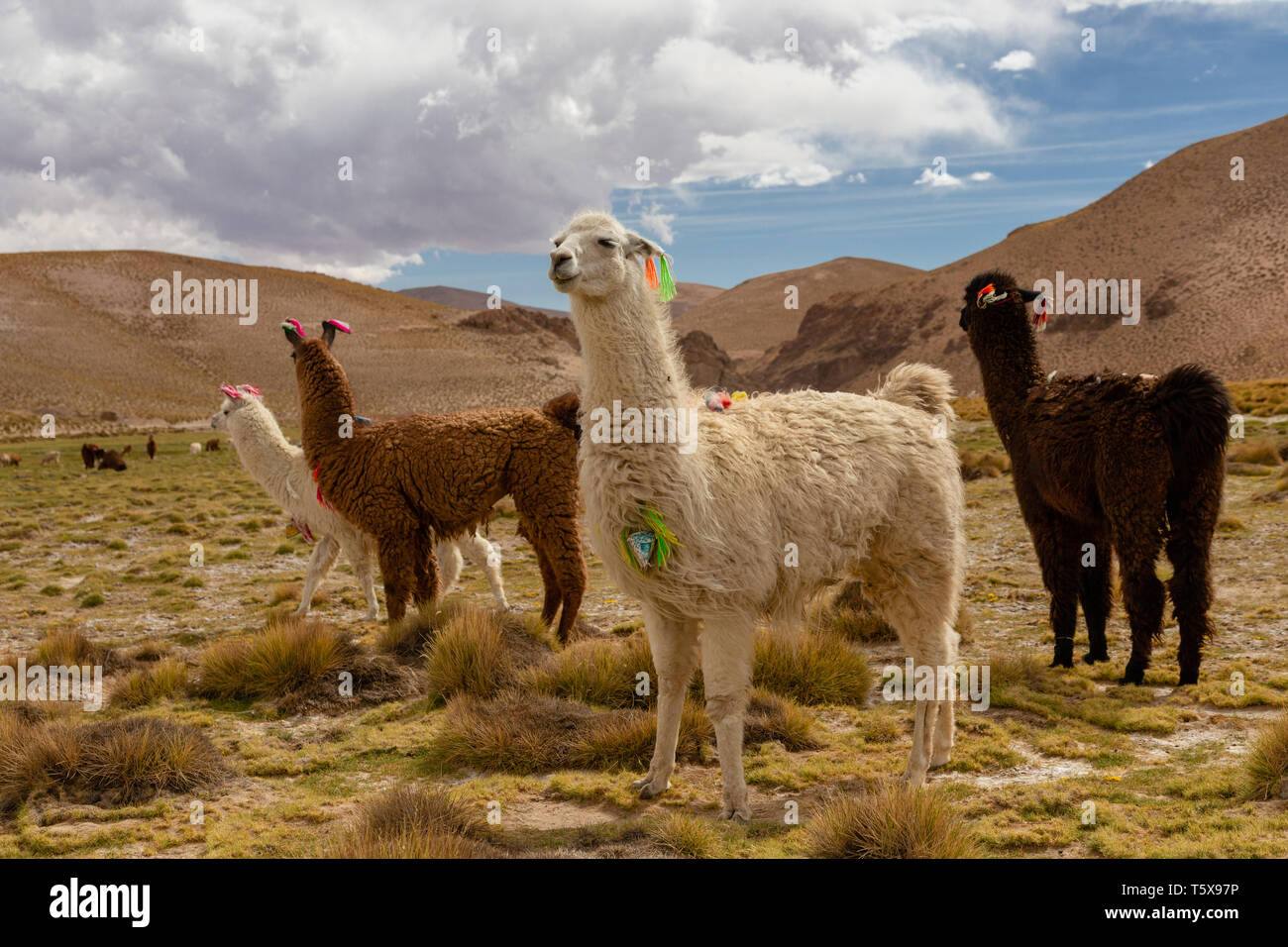Ein gehört der Llama (Lama glama) Höhe inländischen Camelid aus den Anden in Südamerika Stockfoto