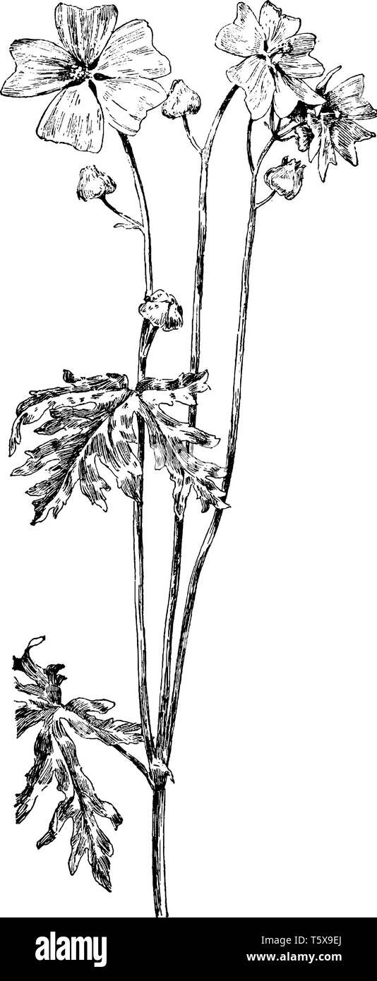 Diese Pflanze ist der Malve Familie (Malvaceae), auch die Moschus Malve oder Malva Moschata, vintage Strichzeichnung oder Gravur Abbildung genannt. Stock Vektor