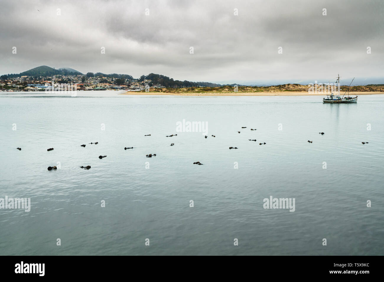 Bucht von Wasser, Boote, und Silhouetten von schlafenden Seeotter Stockfoto