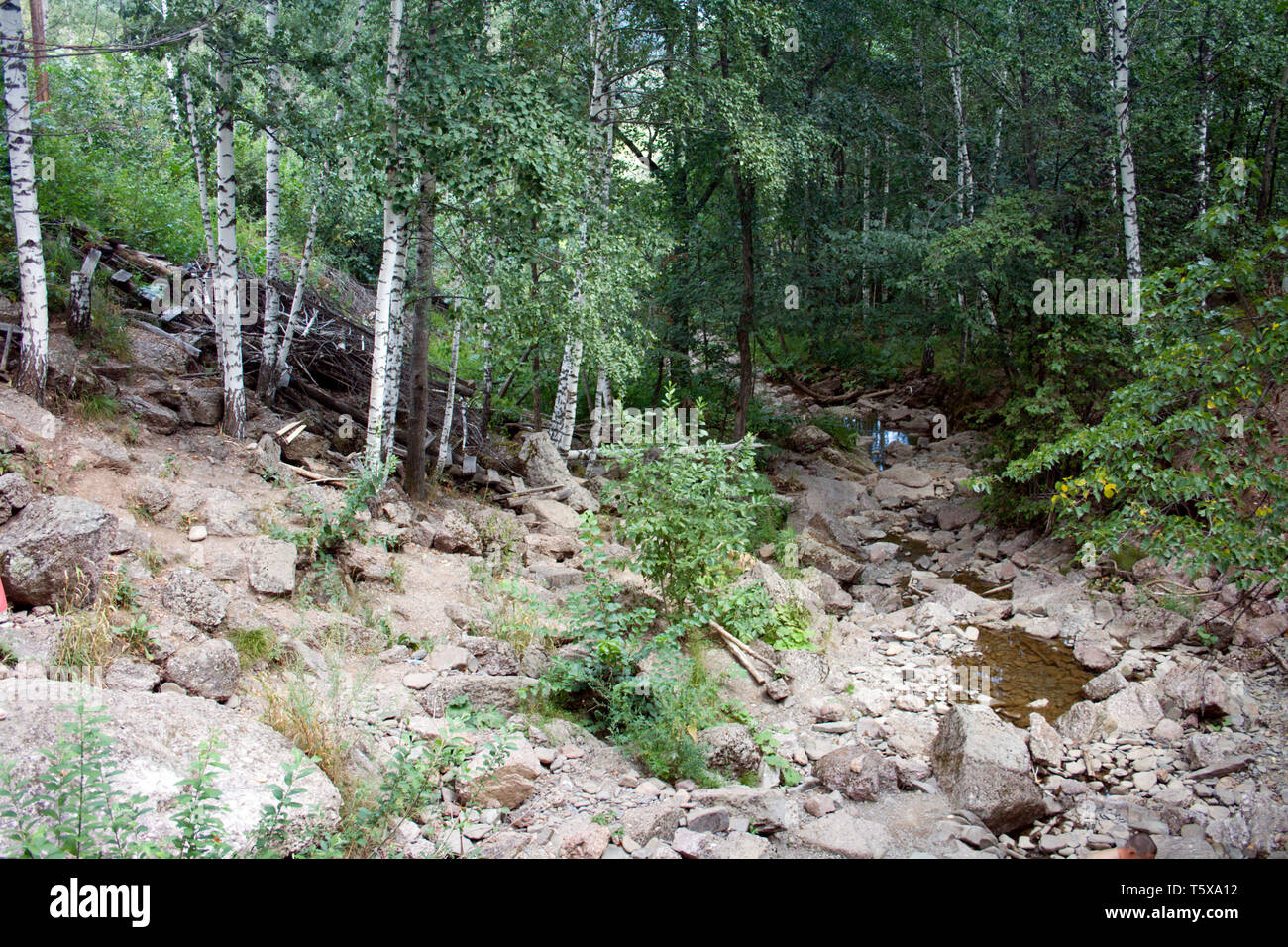 Little Mountain River im wilden Wald. Reisen in den Ural. White birch Tree Stockfoto