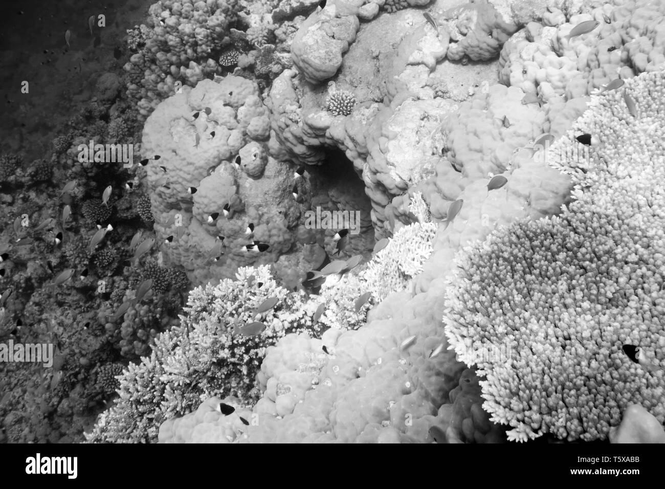Unterwasserwelt des Roten Meeres in Ägypten. Salzwasser Fische und Korallenriffe. Höhle in der Tiefsee. Bl; ack und weiß Foto Stockfoto