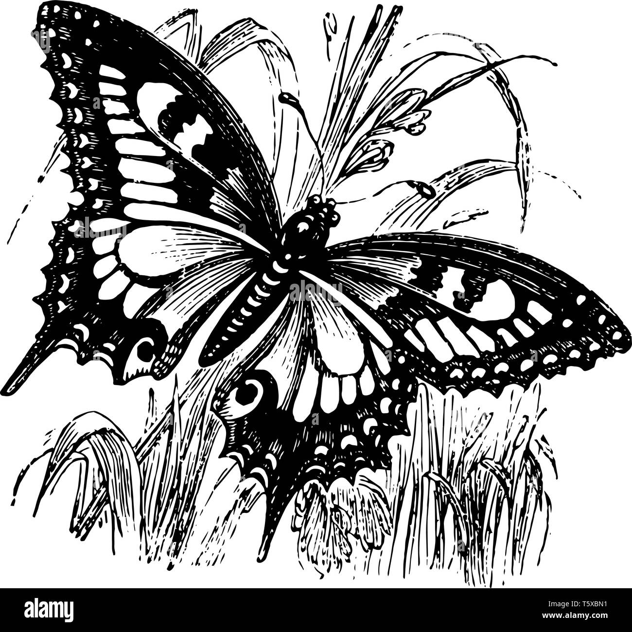 Schwalbenschwanz Schmetterling ist eine große bunte Schmetterling mit mindestens 550 Arten vintage Strichzeichnung oder Gravur Abbildung. Stock Vektor
