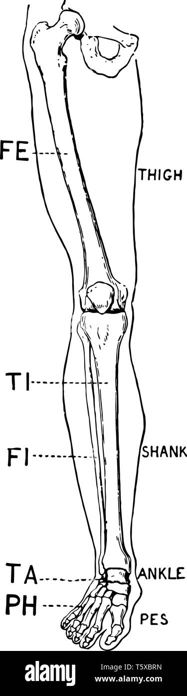 Diese Abbildung zeigt die Vorderansicht eines menschlichen Beines, vintage Strichzeichnung oder Gravur Abbildung. Stock Vektor