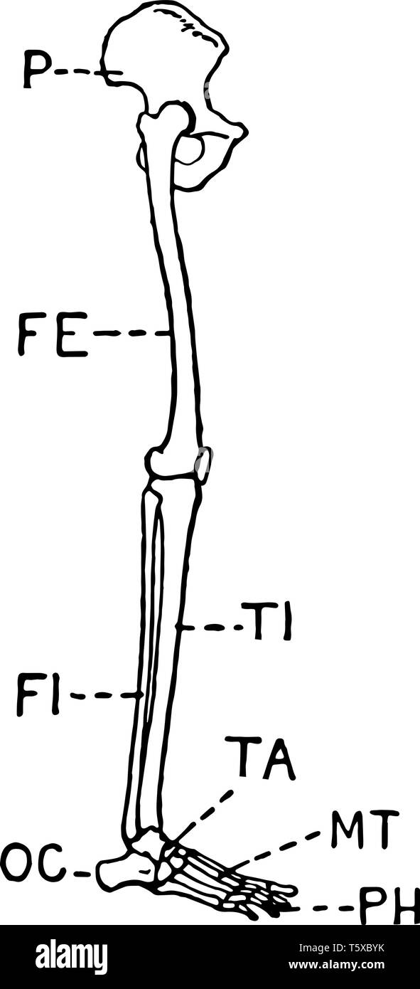 Diese Abbildung zeigt die Seitenansicht eines menschlichen Beines, vintage Strichzeichnung oder Gravur Abbildung. Stock Vektor