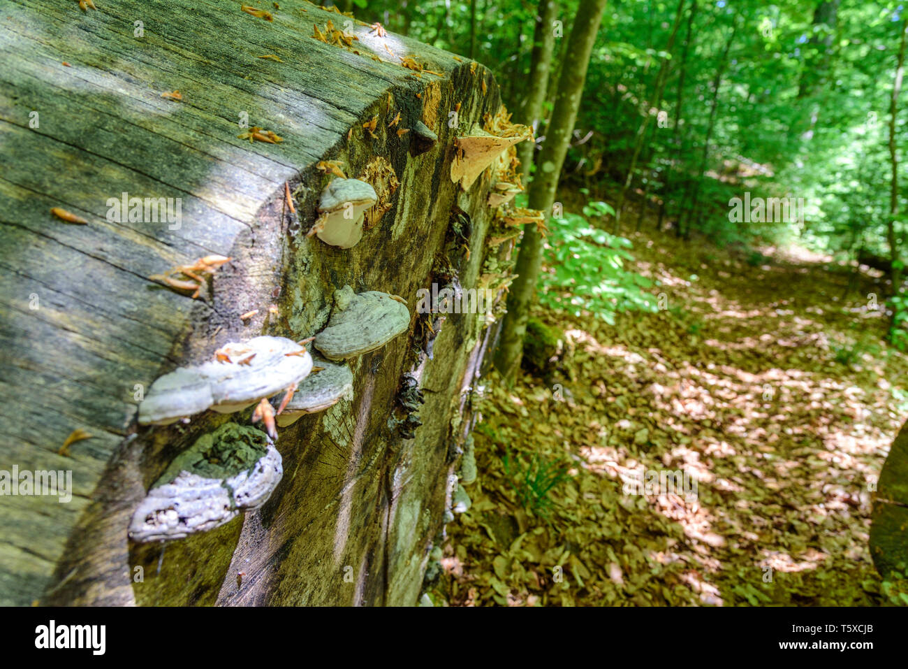 Landschaft und Natur Impressionen aus abenteuerlicher Wanderweg in Bayern Stockfoto