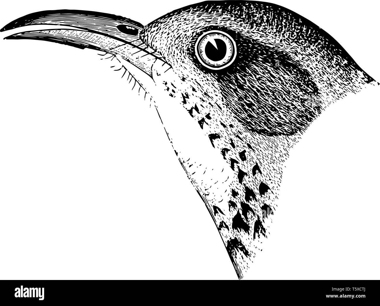 St Lucas Thrasher, in der die ehemaligen mit zwei weißen Balken durch die Spitzen der deckfedern gebildet gekreuzt, vintage Strichzeichnung oder Gravur Abbildung. Stock Vektor
