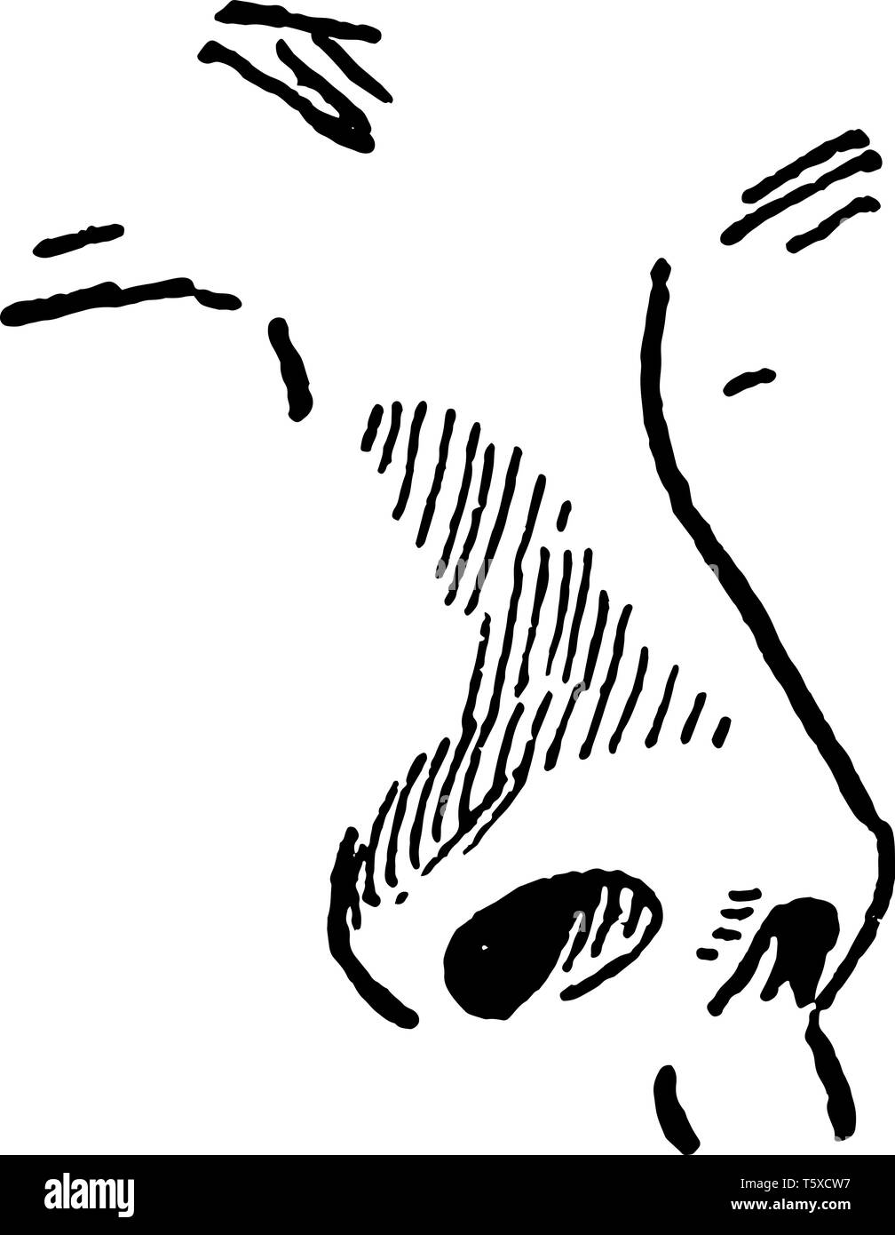 Ein Beispiel für eine menschliche Nase, vintage Strichzeichnung oder Gravur Abbildung. Stock Vektor
