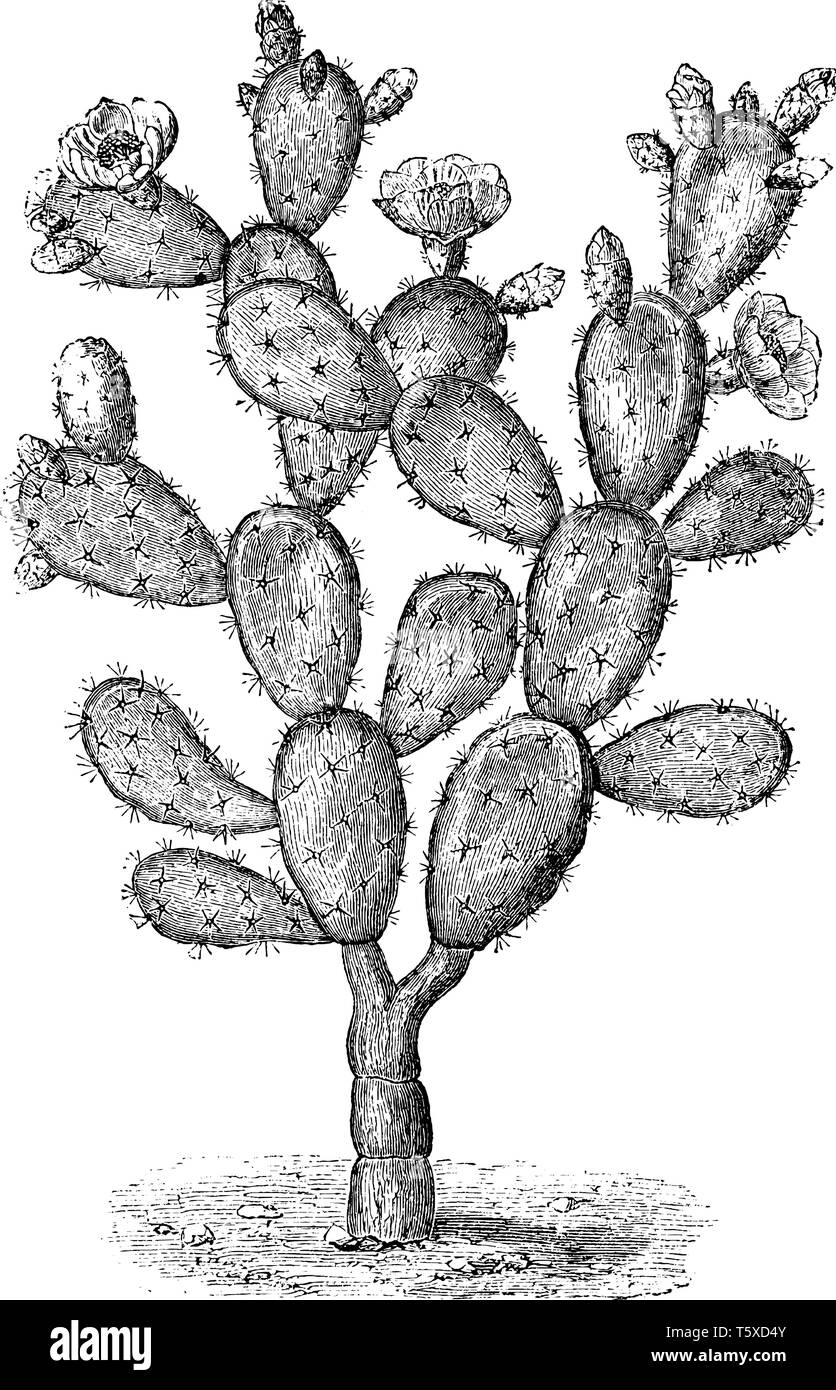 Ein Bild zeigt den Zweig der Optunia Thunfisch, die eine Vielzahl von Feigenkakteen. Die Blüten sind rötlich-orange und Blüte im Juli, vintage Line drawin Stock Vektor