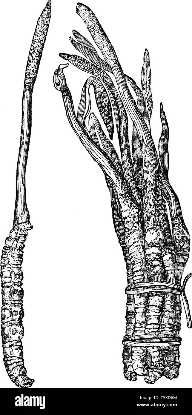 Das ist Bild von Cordycep Pilz. Cordyceps Arten sind besonders reichlich und vielfältig in feucht-gemäßigten und tropischen Wäldern, vintage Line drawin Stock Vektor
