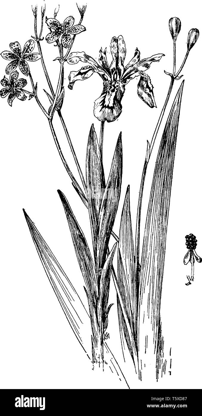 Iris Cristata ist ein Zwerg crested Iris und eine niedrig wachsende, sich schnell ausbreitenden Pflanze. Chinensis ist eine chinesische Redbud, ist native Woodlands, Dickichten und Stock Vektor