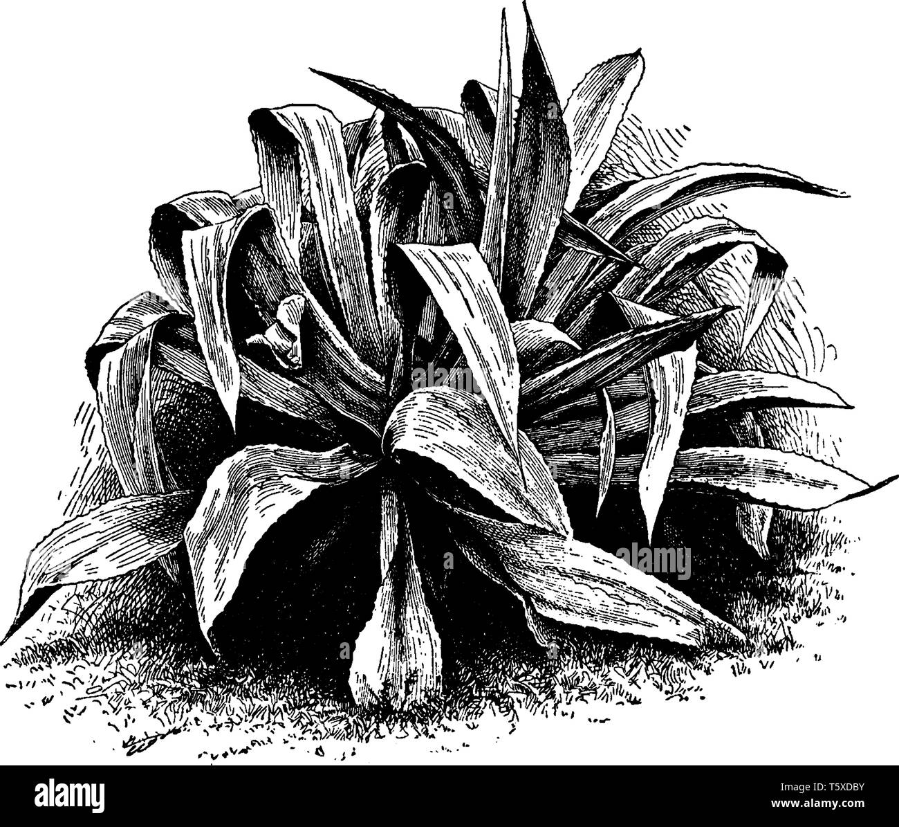 Agave Franzosinii ist eine immergrüne Pflanze mit Lanze geformte lange Blätter. Blätter haben dunkle oder grau Stacheln, vintage Strichzeichnung oder Gravur illu Stock Vektor