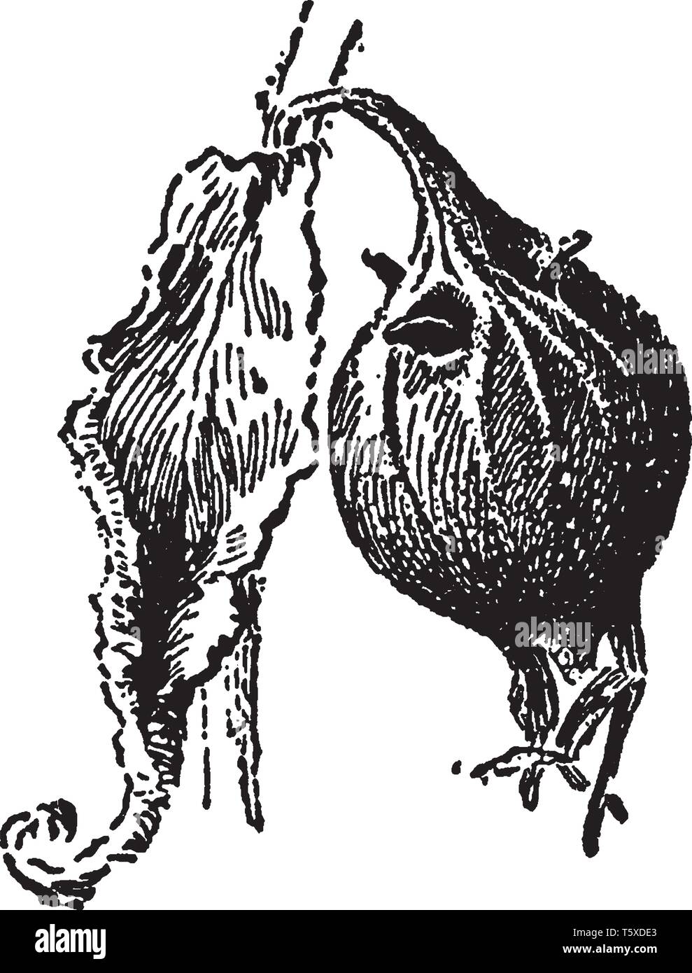 Das ist ein Bild von Campanula Kapsel. Es ist blühende Pflanze und es hat glockenförmige Blüten, vintage Strichzeichnung oder Gravur Abbildung. Stock Vektor