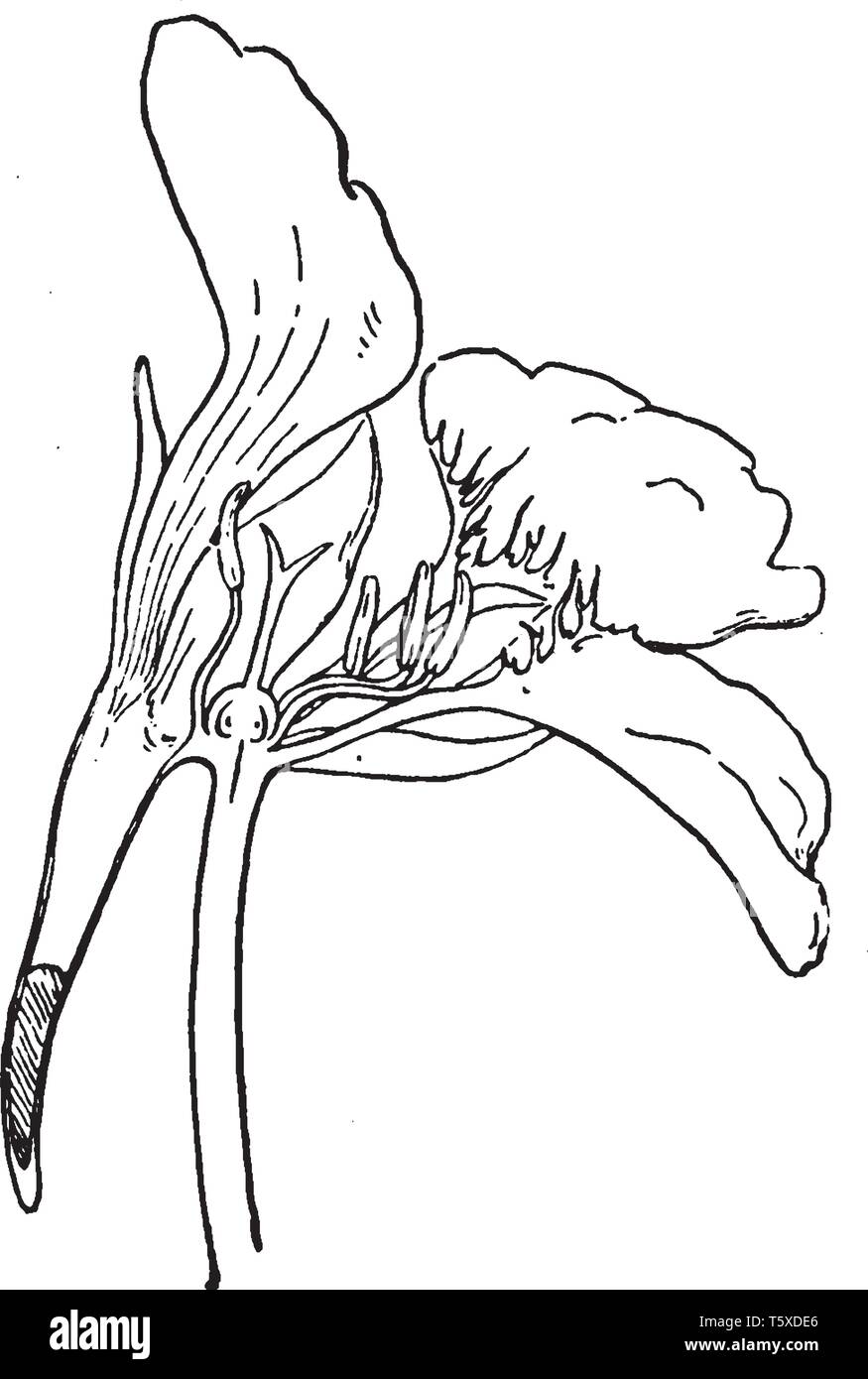 Das Bild zeigt die Kapuzinerkresse Blume, die durch die Mitte geschnitten wird zum Anzeigen des Teils und Nektar teil. Blütenblätter, Filamente, die Schande, die mit eierstock contai Stock Vektor