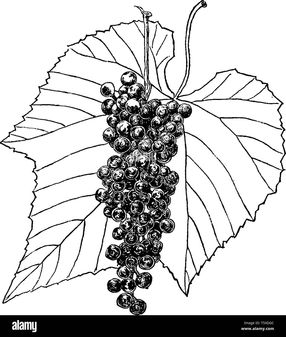 Woody Reben hat einfache oft dreilappige Blätter und seine Früchte ist ein Behäutet saftig grün oder rot bis violett-schwarze Beeren, die man getrocknet oder fres Stock Vektor