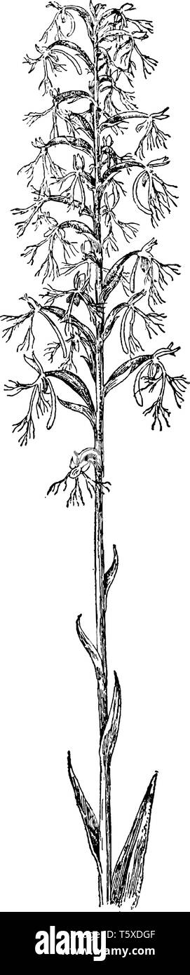 Ragged gesäumten Habenaria Orchis auch genannt lacera. Es tritt in einer Vielzahl von Lebensräumen, von 'mesic und trocken - mesic Sand Prairie, vintage Line dr Stock Vektor