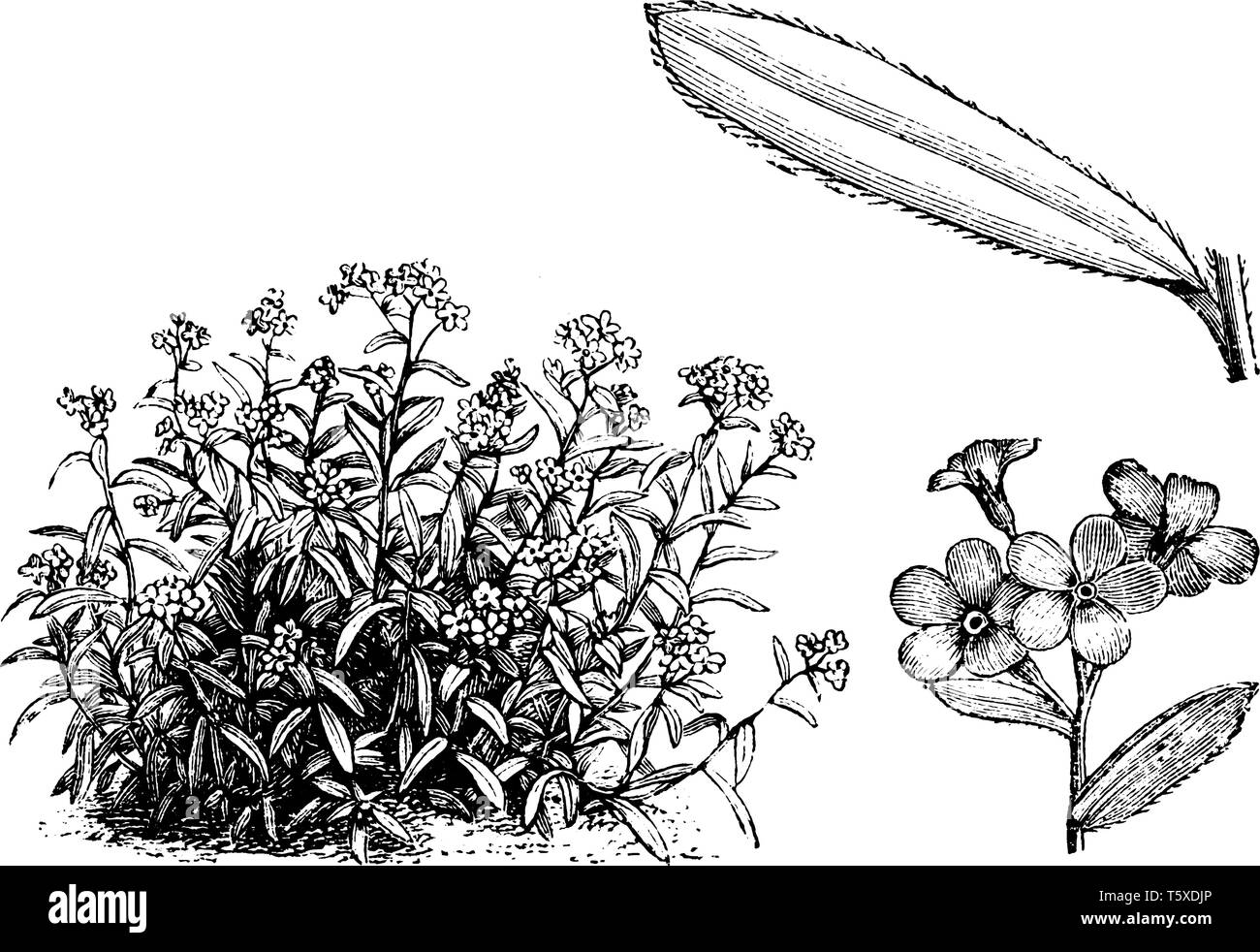 Diese Pflanze ist auch benannt als die alpine Forget-me-not und es ist in steinige hoch in den Bergen, vintage Strichzeichnung oder Gravur illustra gefunden Stock Vektor