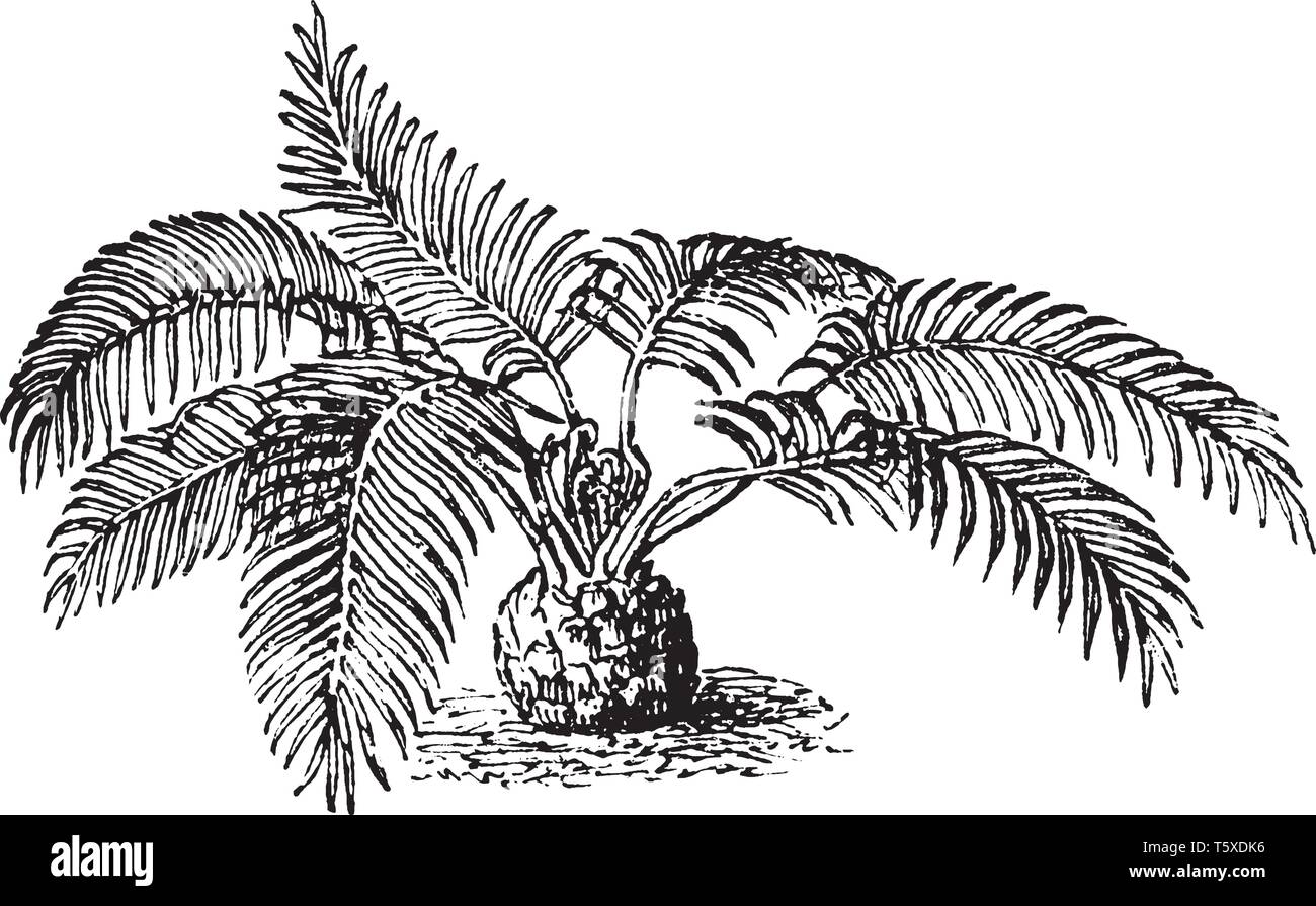 Ein Picuture der Farn Pflanze. Die Einige fern sind für Lebensmittel, Medikamente oder als Zierpflanzen, vintage Strichzeichnung oder Gravur Abbildung verwendet. Stock Vektor