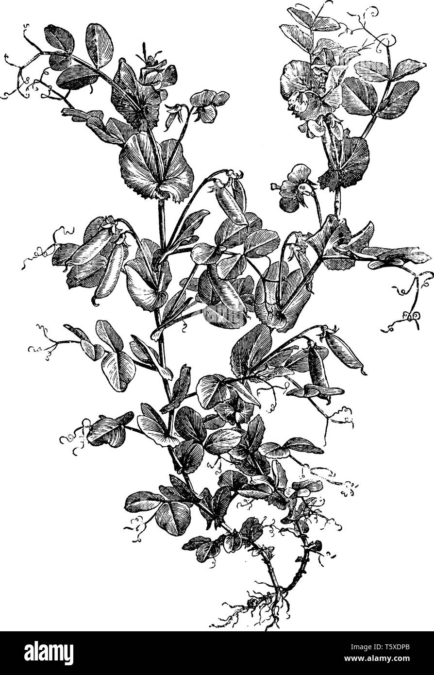 Dies ist die Erbse Bergsteiger-Anlage. Es hat Blüten, Knospen, Erbsen, Bohnen und abgerundete dünne Faser Threads vorhanden sind. Blätter sind klein, plain Edge. Es hat auch ro Stock Vektor