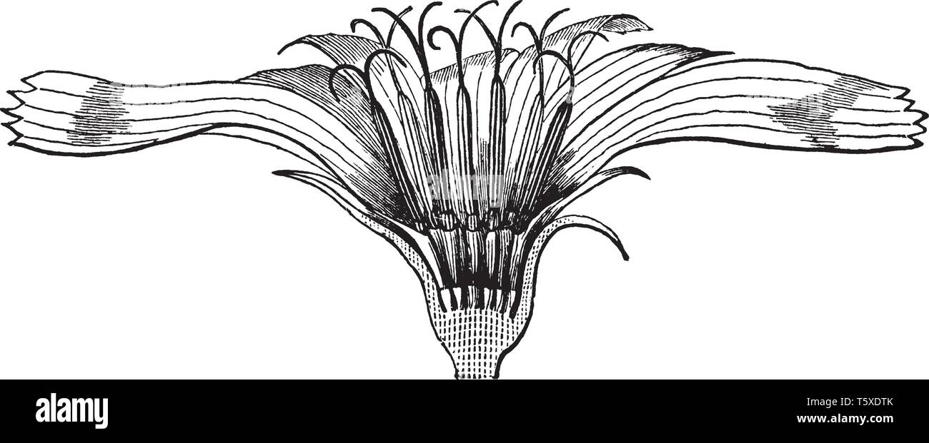 Chicorée ist mehrjährig Kraut. Die Blüten sind 2 bis 4 cm breit und in