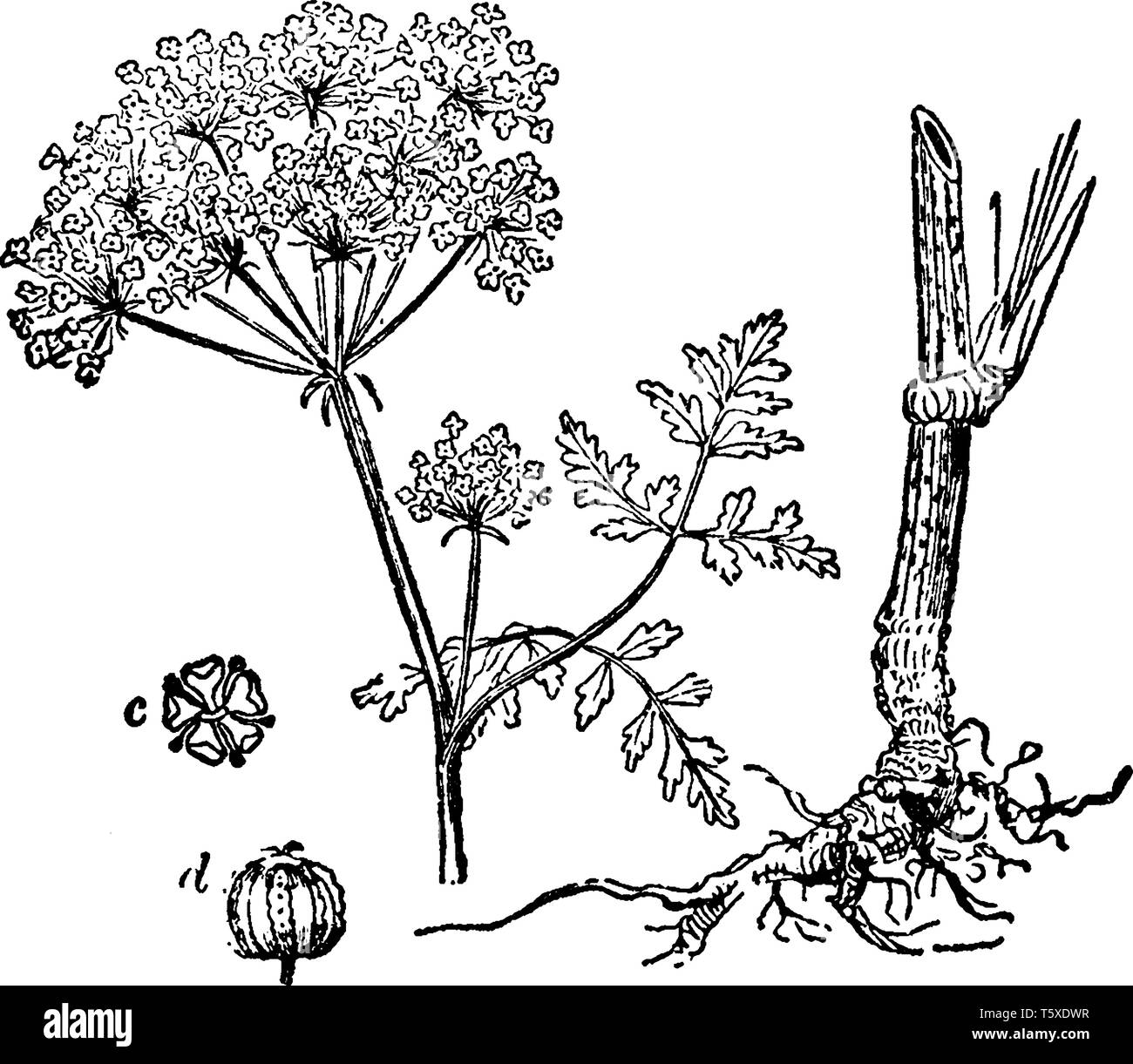 Northern Wasser hemlock ist eine Pflanzenart aus der Gattung der Cicuta. Die Stiele sind glatt, Verzweigung, an der Basis geschwollen, Rot-gestreift. Die Blüten sind kleine weiße, vint Stock Vektor
