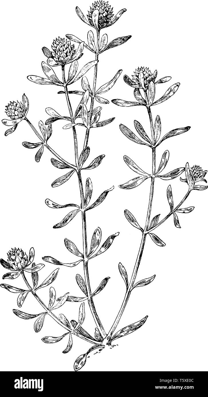 Dies ist das Image von Adenia Cruciata Blume, die zu Polygalaceae Familie verwandt ist. Es ist auch als Cross-leaved Milkwort, vintage Zeichnung Stock Vektor