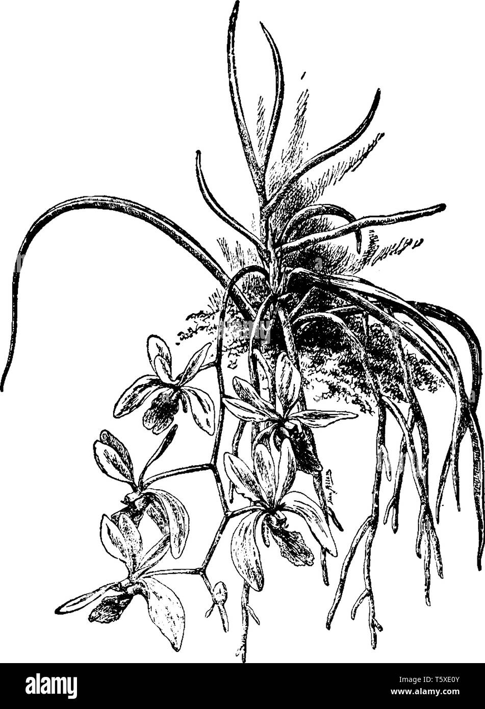 Vanda Vanda Kimballiana gehört zur Gattung; es ist eine Familie der Orchidaceae. Die Art wächst in den warmen und feuchten Bedingungen. Vor allem Blumen blühen von sp Stock Vektor