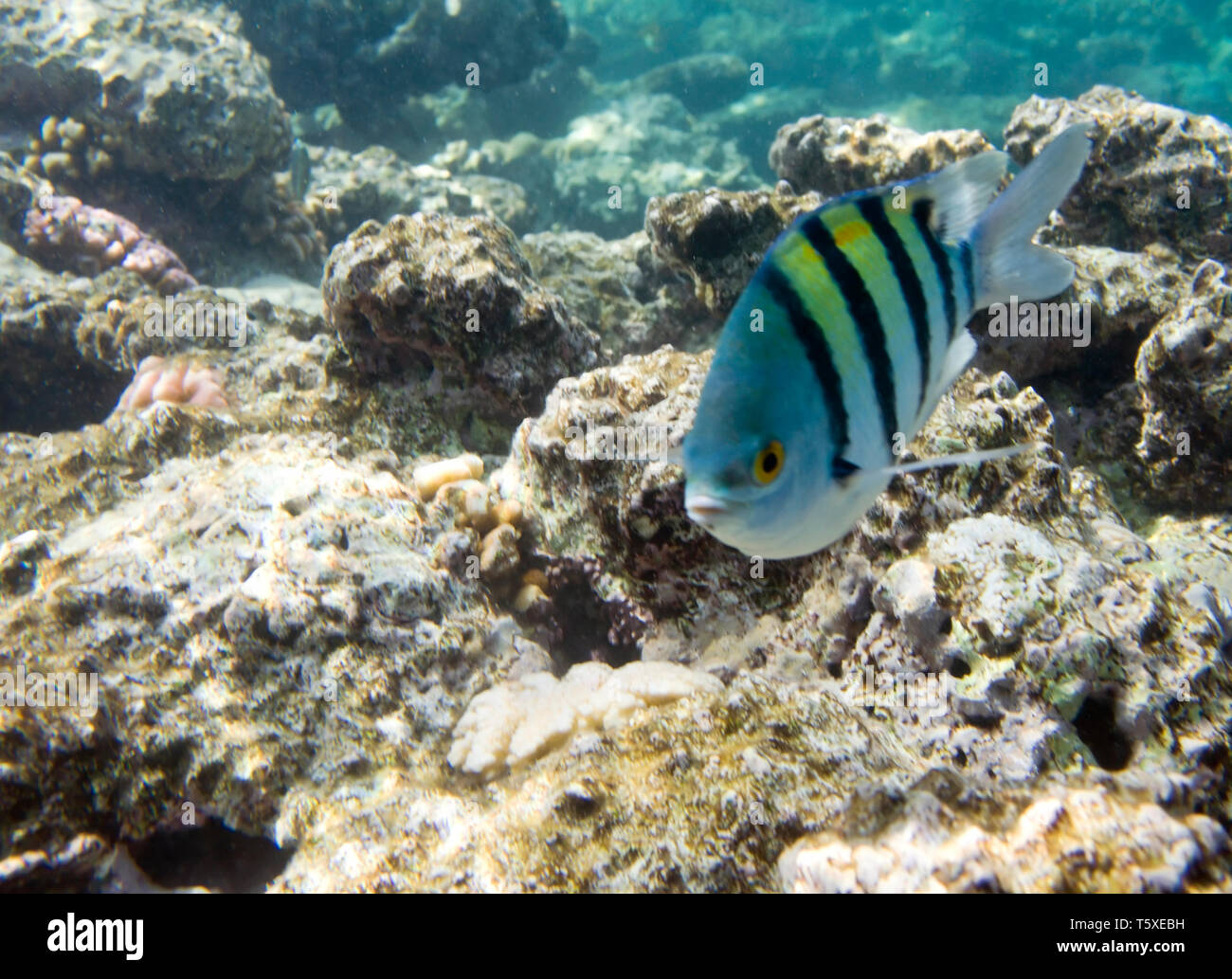 Riffbarsche Abudefduf sexfasciatus. Unterwasserwelt des Roten Meeres in Ägypten. Salzwasser Fische und Korallenriffe. Sergeant Major Fisch Stockfoto