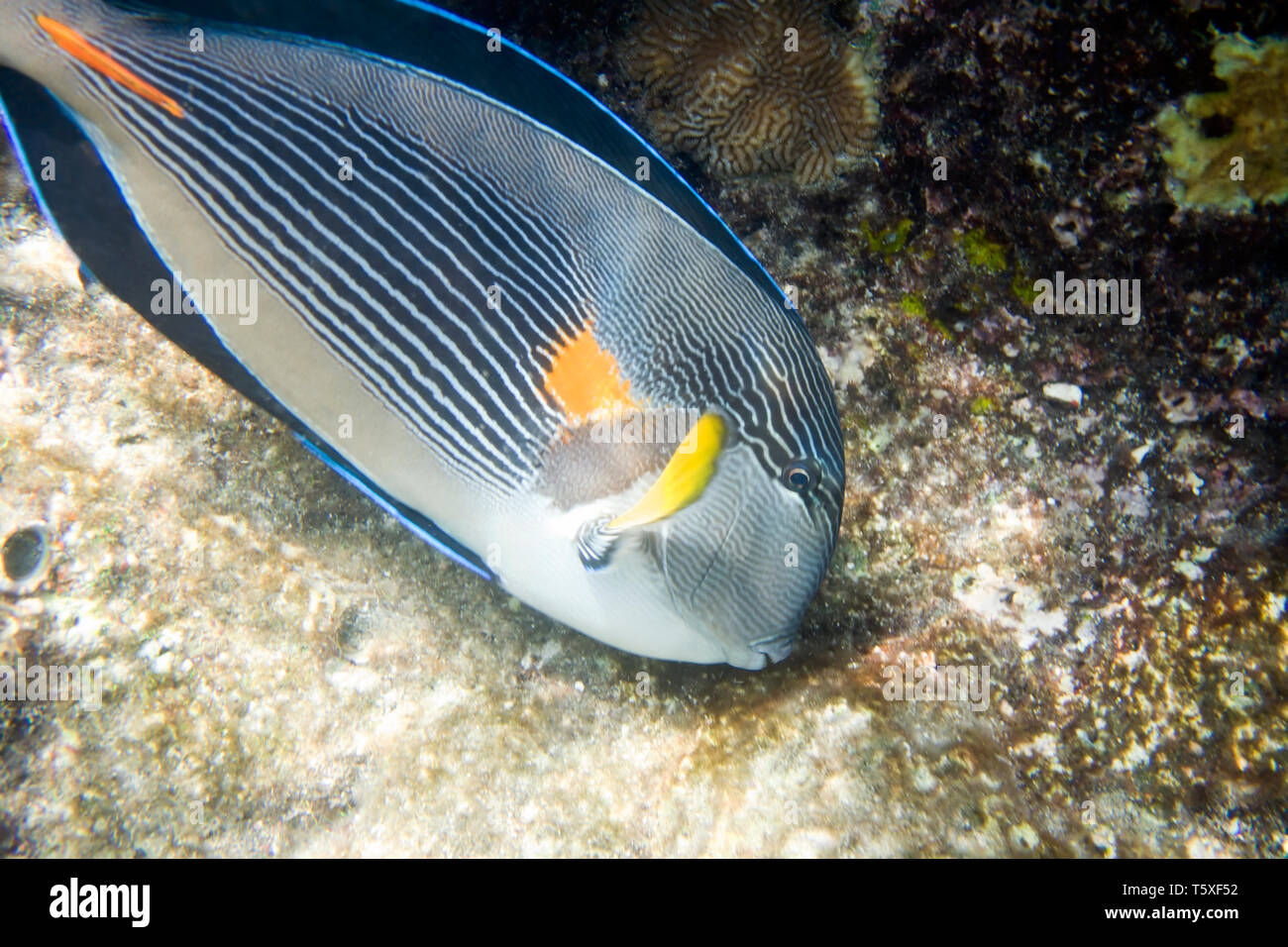 Unterwasserwelt des Roten Meeres in Ägypten. Doktorfische und Korallenriff. Familie der Fische Acanthuridae. Acanthurus sohal Stockfoto