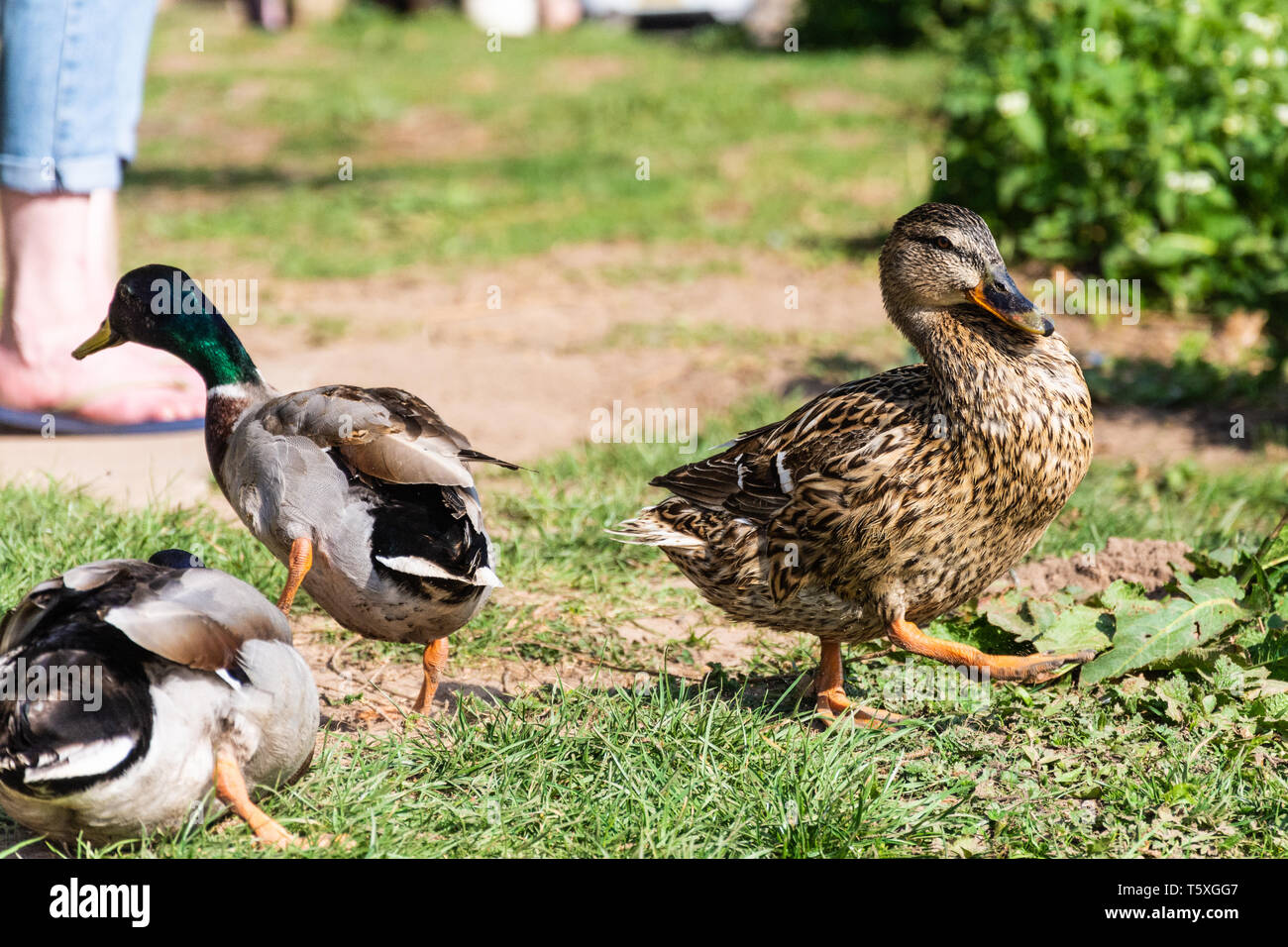 Männliche und weibliche Stockenten (Anas platyrhynchos) komisch von einander entfernt Watschelnd an einem sonnigen Tag am Fluss Severn, Obere Arley, Worcestershire Stockfoto