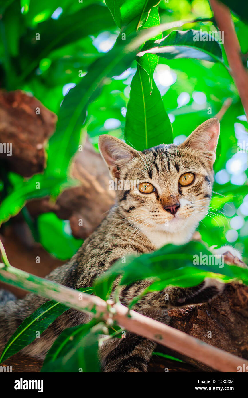 Cute tabby Kitten Entspannen auf der Oberseite des Baumes. Stockfoto