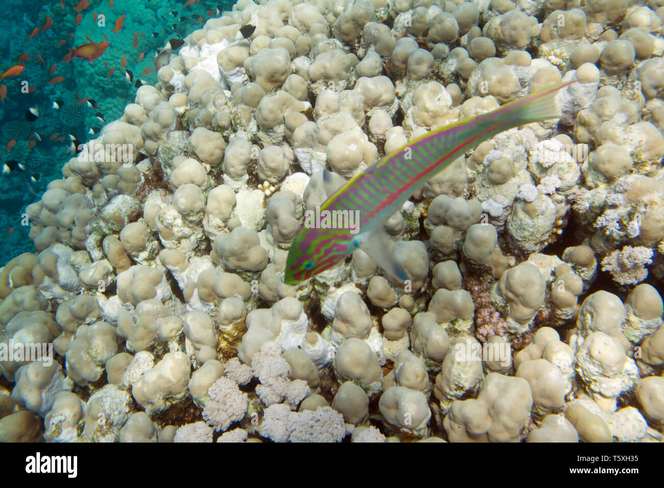 Thalassoma klunzingeri, Klunzinger der lippfisch. Unterwasserwelt des Roten Meeres in Ägypten. Salzwasser Fische und Korallen Riff Stockfoto