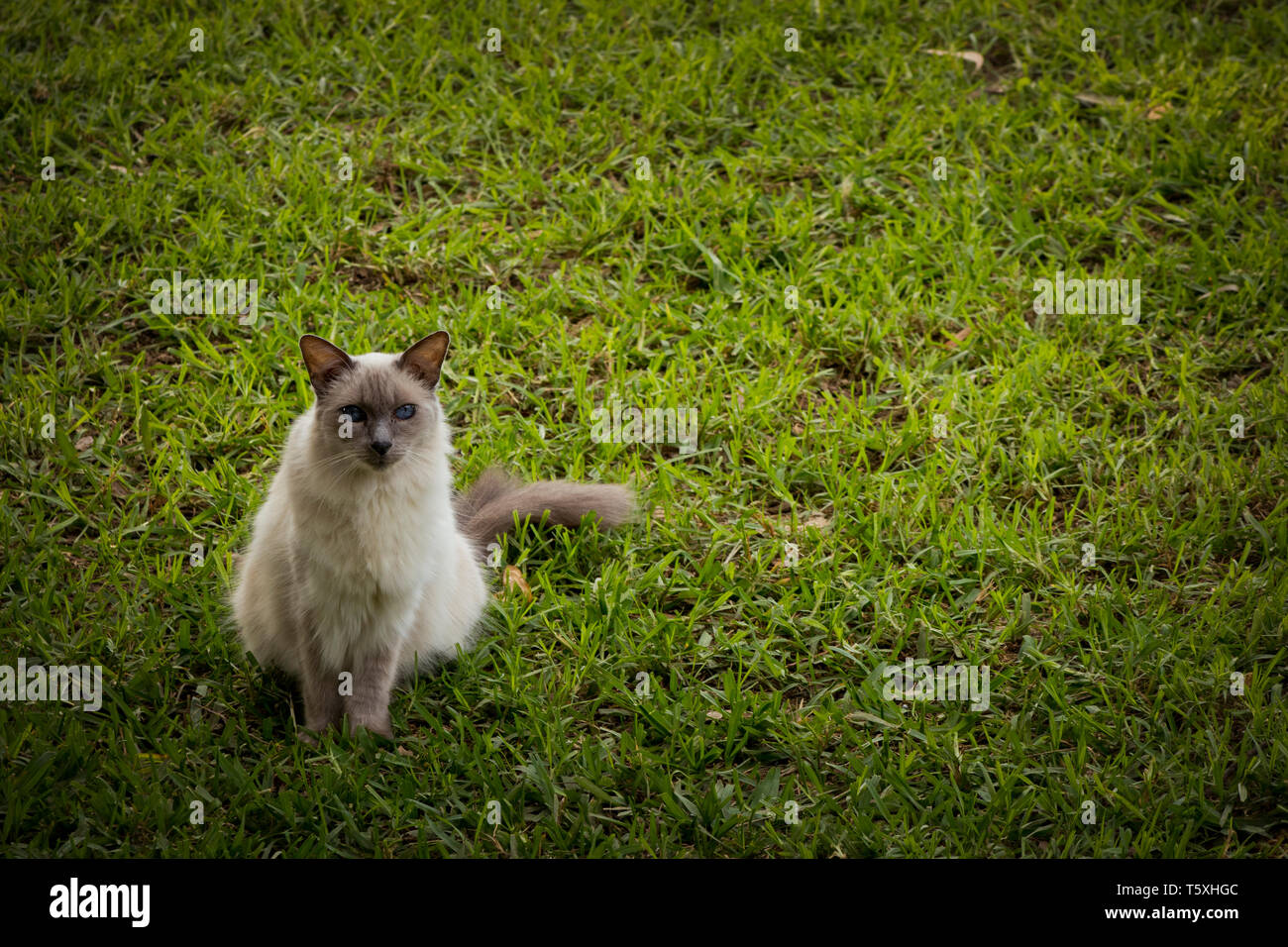 Balinesische Katze auf grünen Rasen Stockfoto