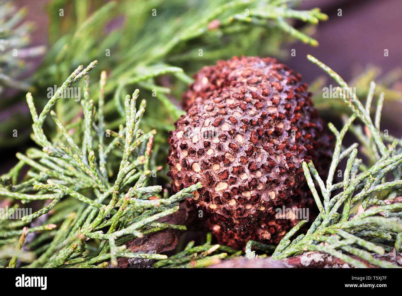 Ein Gall von Juniper Hawthorn Rost auf einem Zweig von Juniper. Stockfoto