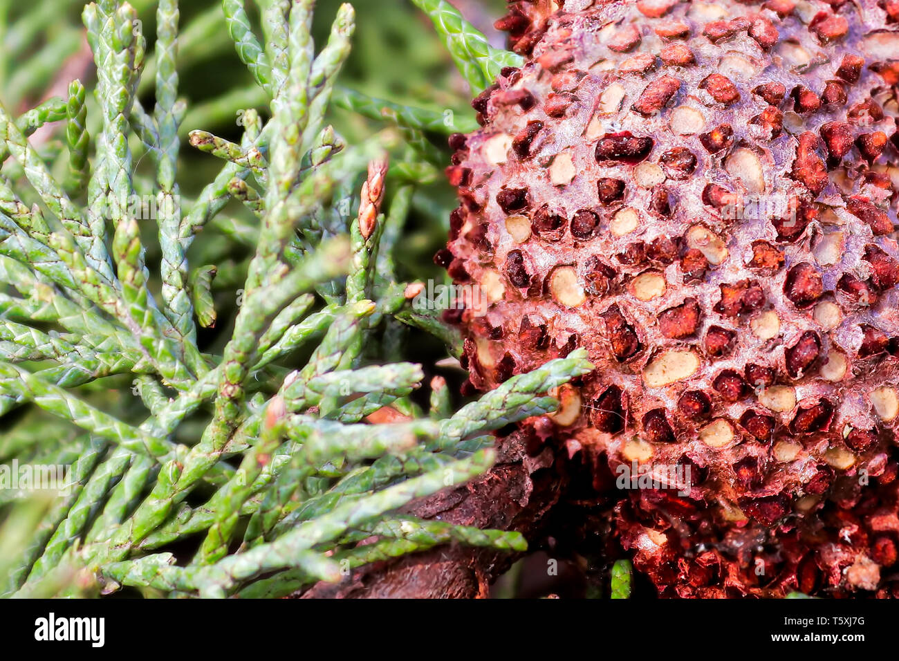 Nahaufnahme von Juniper Hawthorn Rost auf Zeder. Stockfoto