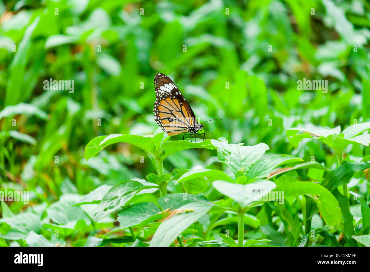 Schmetterling Stockfoto