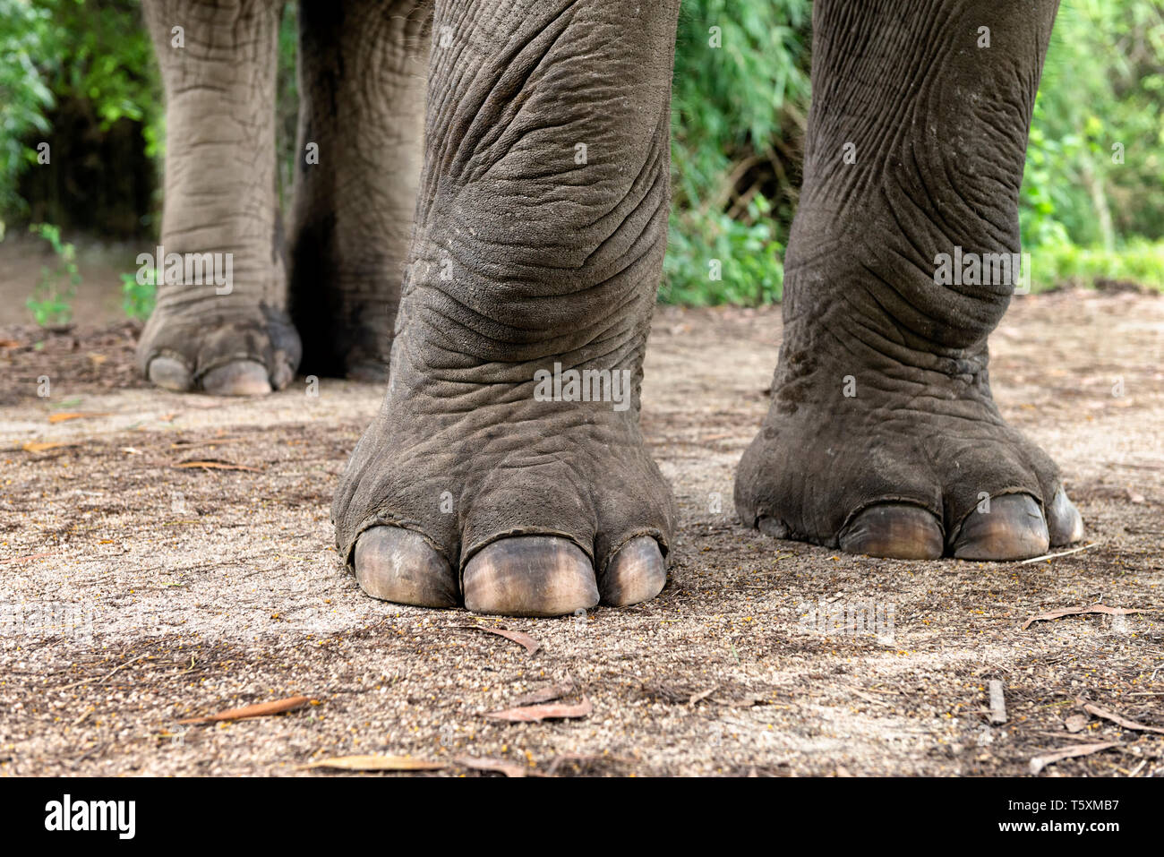 Die asiatischen Elefanten Beine und Füße Stockfoto