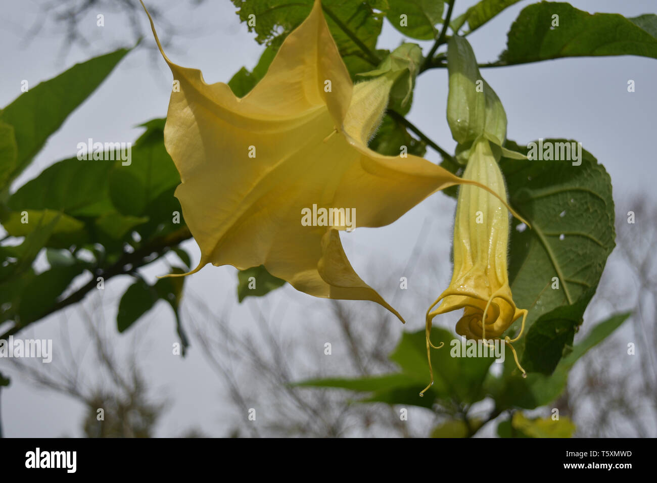 Weinstock mit Trompete Blume eines blühenden Gelben Engel blühen. Stockfoto