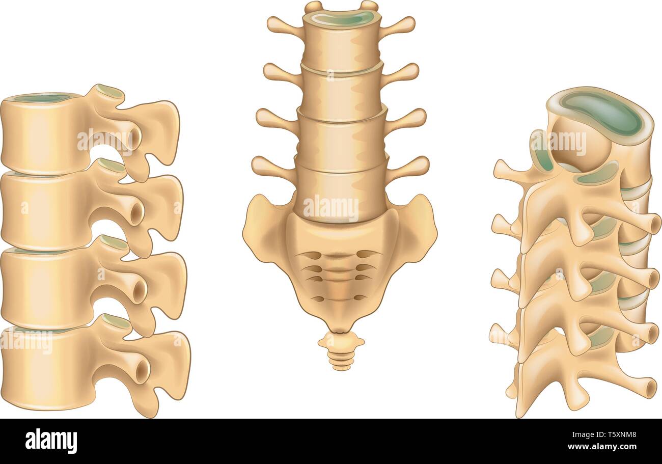 Vector Illustration der Lendenwirbel und Kreuzbein Stock Vektor