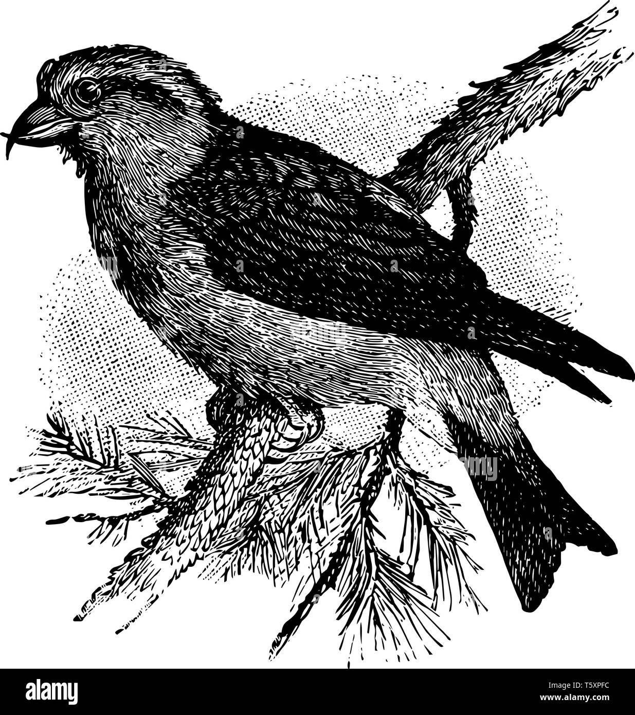 Red Gegenwechsel ist ein Vogel, in der jeder Unterkiefer des Wechsels seitlich ausgelenkt ist vintage Strichzeichnung oder Gravur Abbildung. Stock Vektor