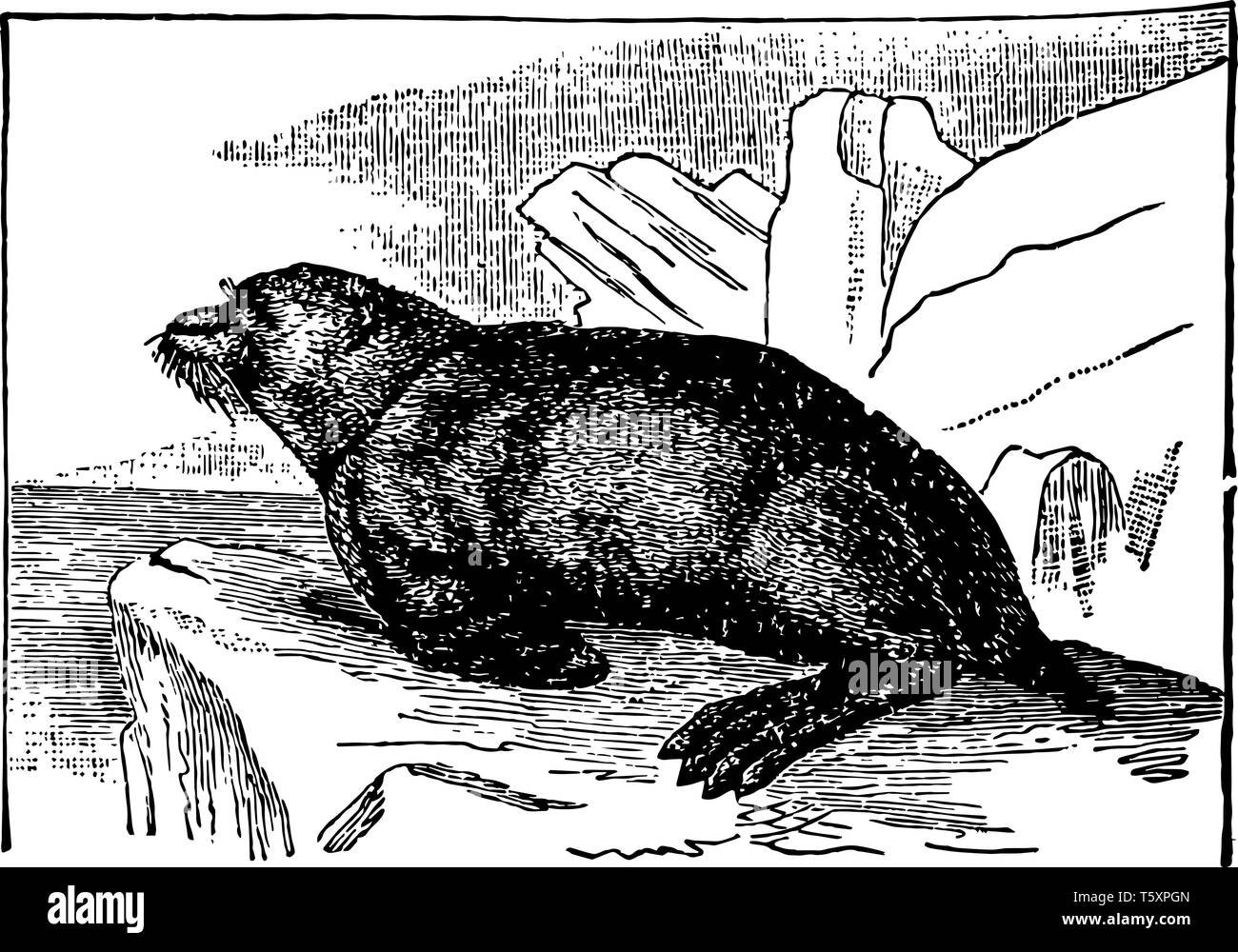 Pelzrobben sind eine der neun Arten der Robben, die den Arctocephalinae vintage Strichzeichnung oder Gravur Abbildung. Stock Vektor