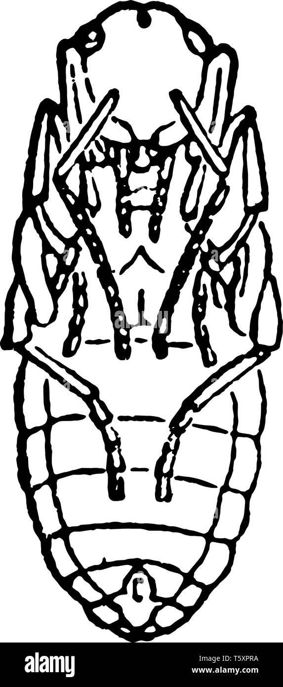Unterseite der Roten Waldameise Puppen, in denen sie üblicherweise ant Eier vintage Strichzeichnung oder Gravur Abbildung genannt. Stock Vektor