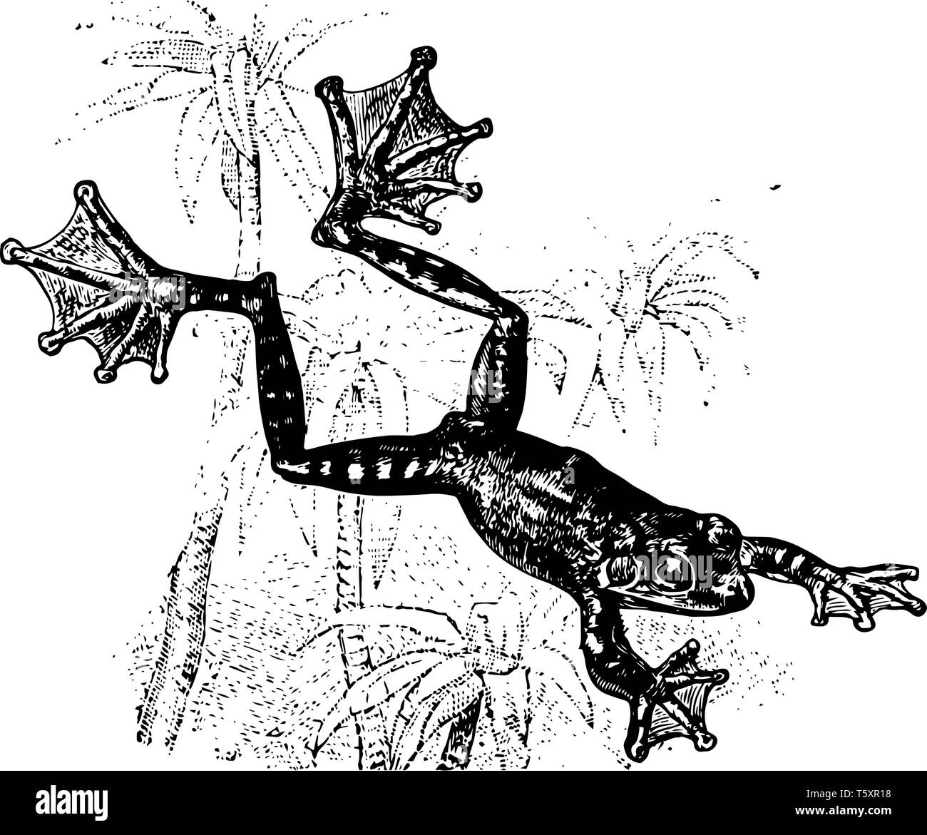 Der fliegende Frosch ist eine Amphibie enorm lange Schwimmhäuten zwischen den Zehen haben, vintage Strichzeichnung oder Gravur Abbildung. Stock Vektor