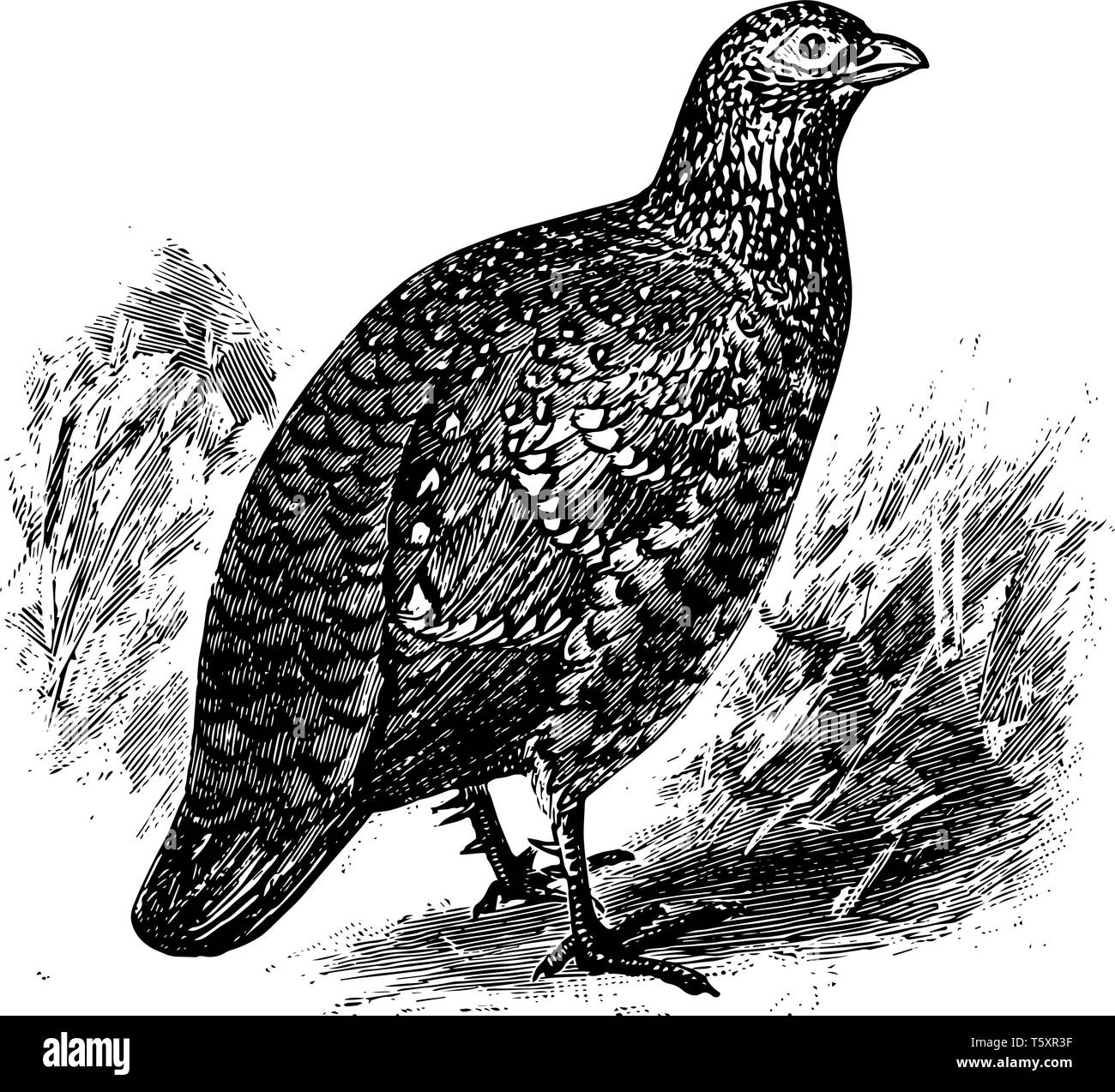 Malte Spurfowl ist eine Vogelart aus der Familie der Fasane Phasianidae, vintage Strichzeichnung oder Gravur Abbildung. Stock Vektor