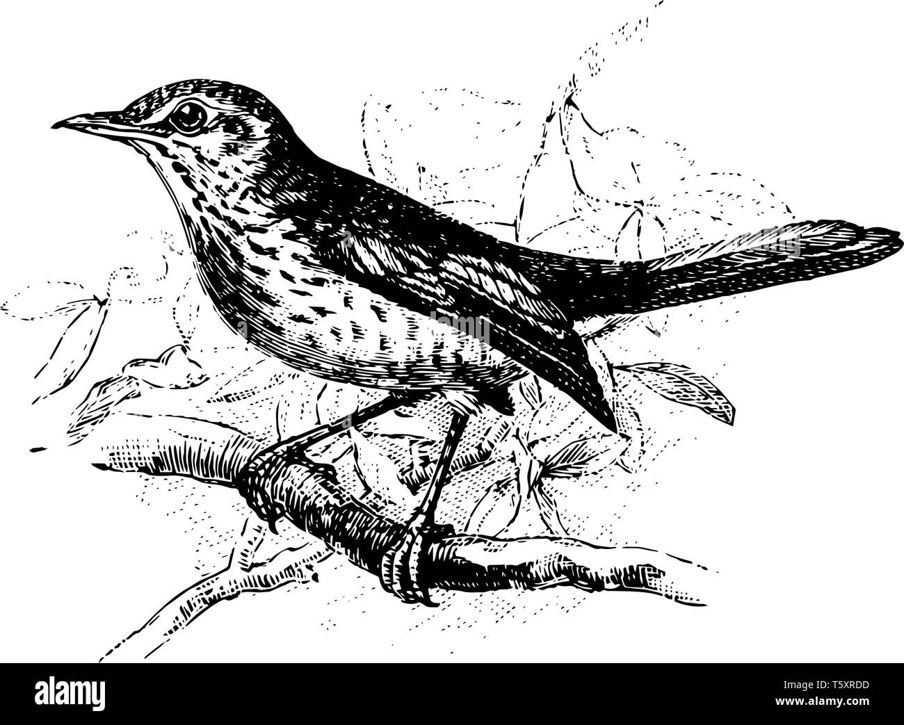 Wacholderdrossel thront auf Zweig ist eine Vogelart aus der Familie der Drosseln Turdidae, vintage Strichzeichnung oder Gravur Abbildung. Stock Vektor