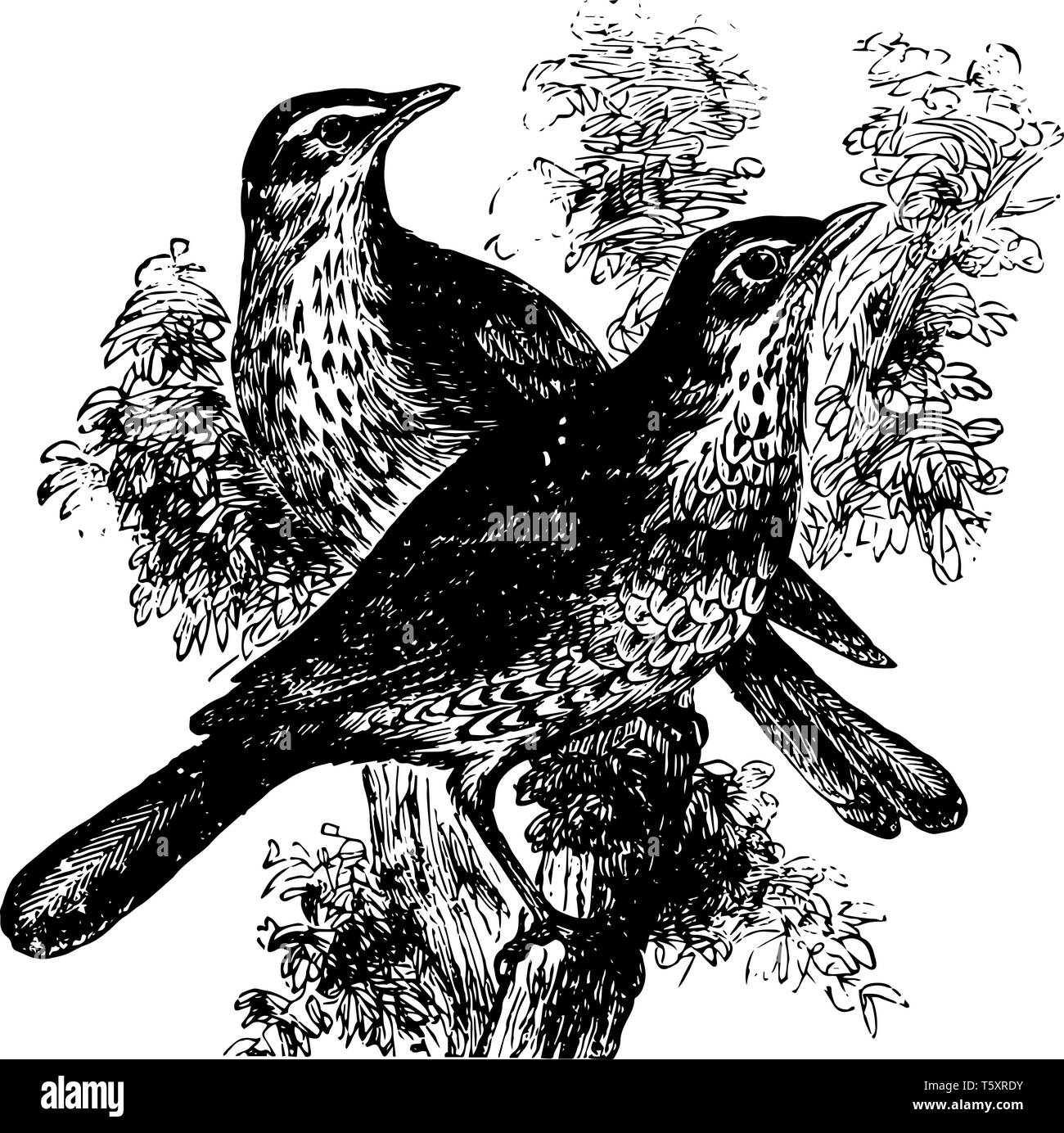 Europäische Redwing haben rote Flanken und ein weißer Streifen über dem Auge, vintage Strichzeichnung oder Gravur Abbildung. Stock Vektor