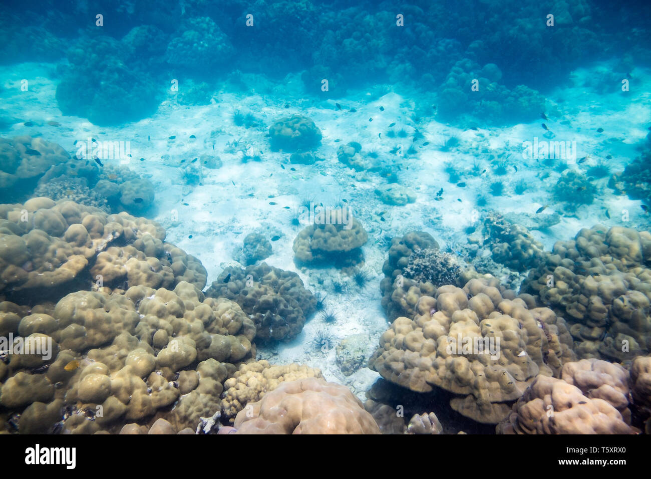 Unterwasser riff Stein und Meer Leben im Ozean Stockfoto