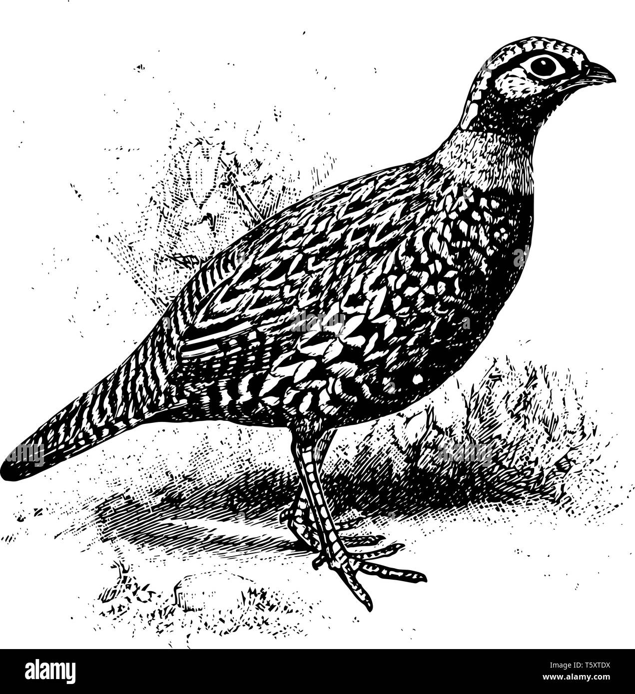 Schwarz Francolin ist eine Vogelart aus der Familie der Fasane Phasianidae, vintage Strichzeichnung oder Gravur Abbildung. Stock Vektor